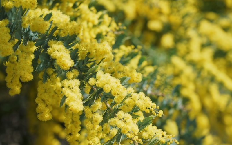mimosa